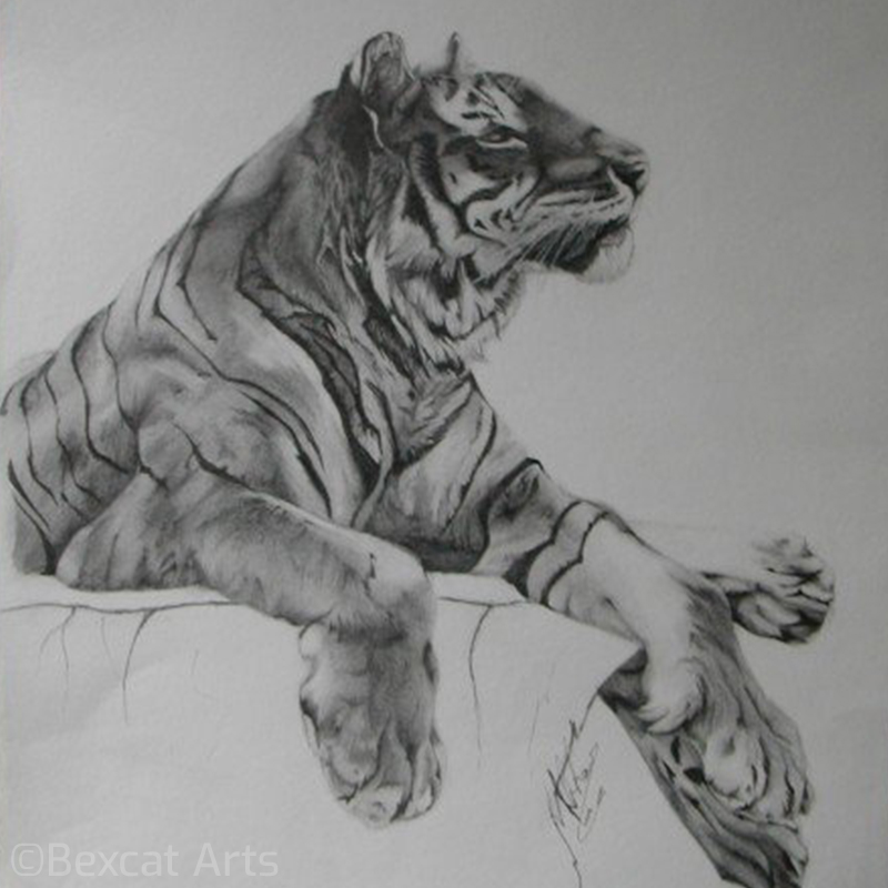 tiger in pencil by Bexcat Arts