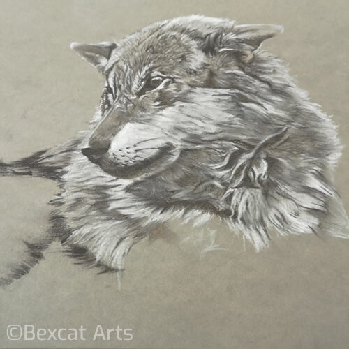 Wolf in charcoal